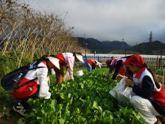 碧岭|碧岭社区培育志愿服务队，参与社区治理